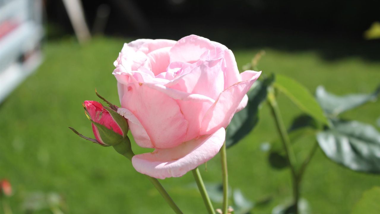 Rosengarten Rosengarten